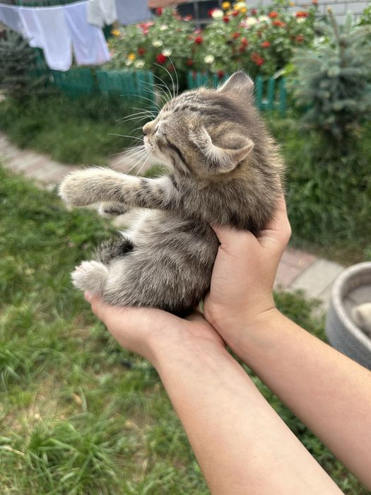 Отдам Котят
