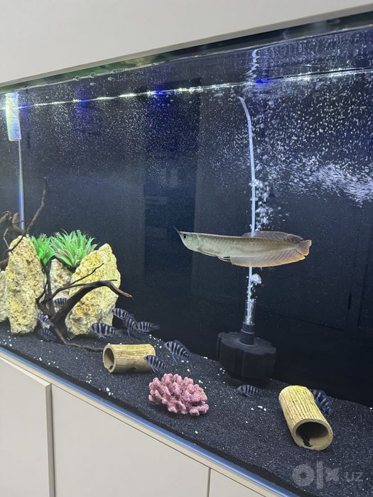 Arowana baliq, 20-25 sm atrofida sotiladi