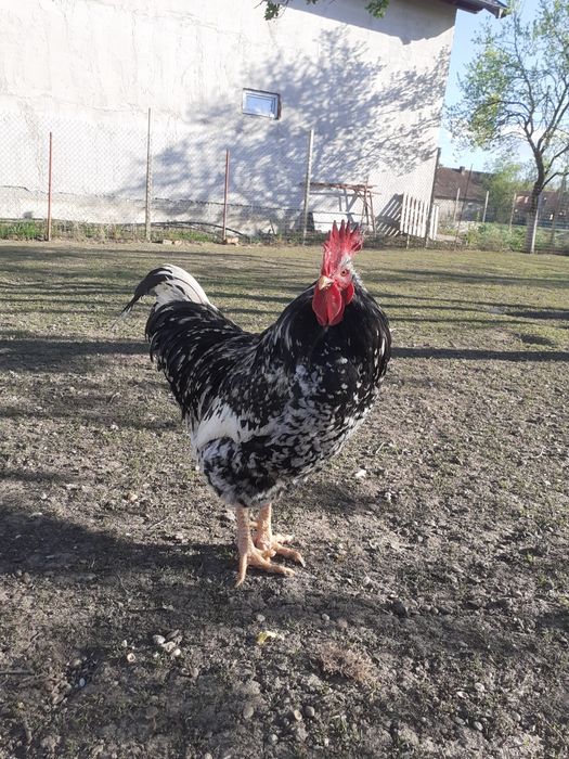Cocosi Pita Pinta .