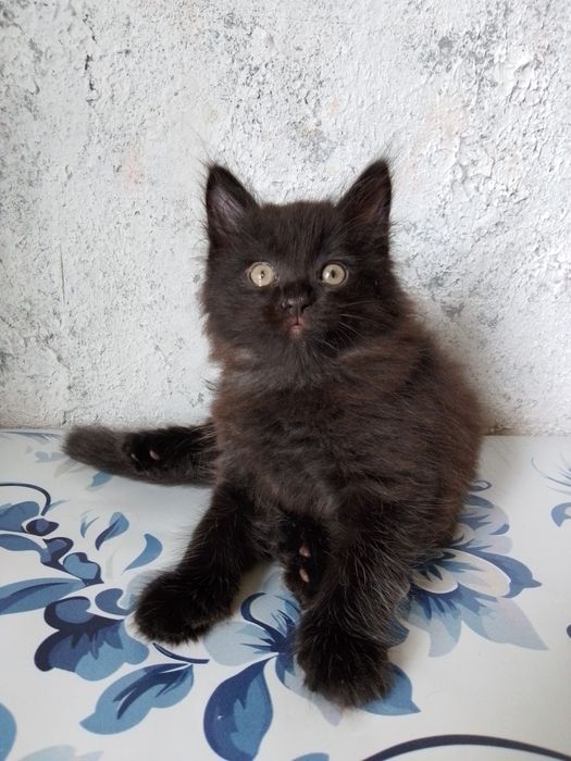 Котенок мальчик. Сибирский