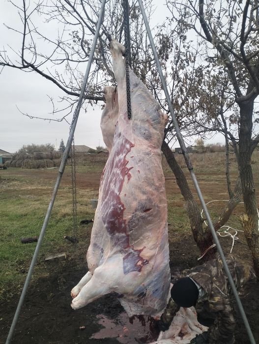 КРС,Конина,Баранина