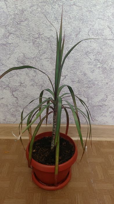 Продам комнатные цветы.