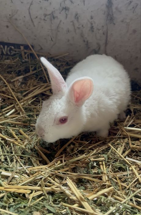 Disponibili iepurași Rex pitic alb și albastru !