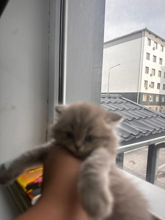 Продам кота 2 британски выслоухи