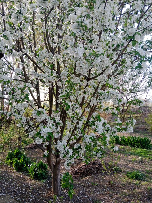 Продаётся дом в Таразе