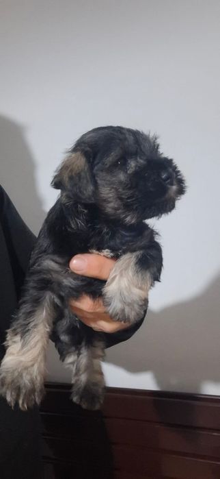 Schnauzer pitic sare si piper