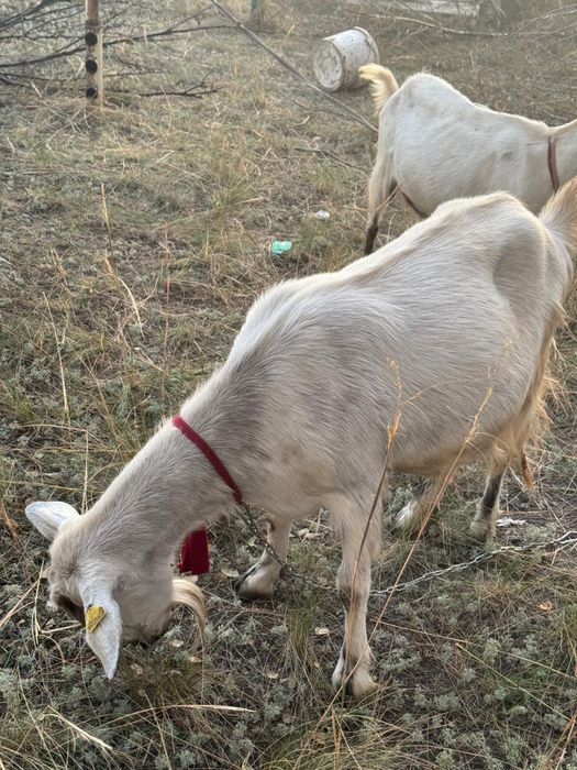 Парода ешкі ірі денелі