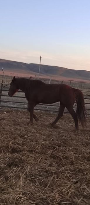 Үйірдегі асау айғыр сатылады,жасы 6 да