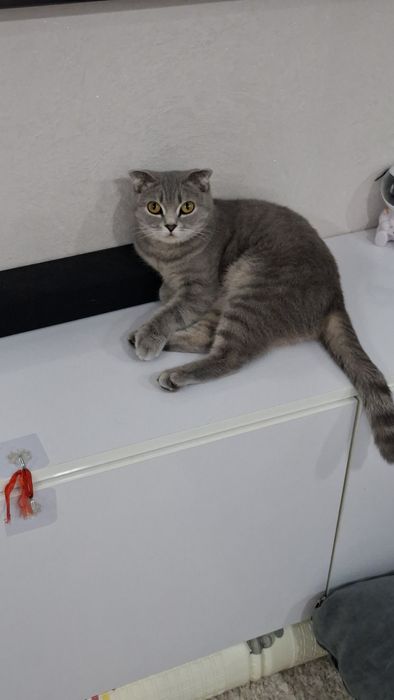 Кошка продаётся скотиш фолд