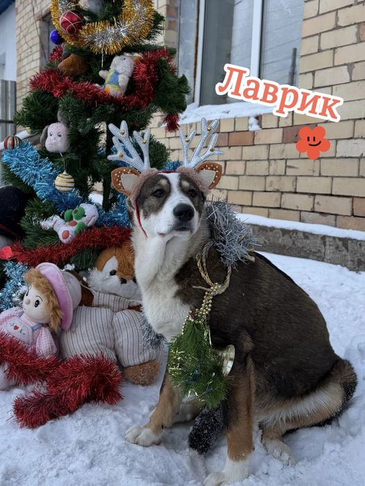 Ищем семью не проходите мимо!!!