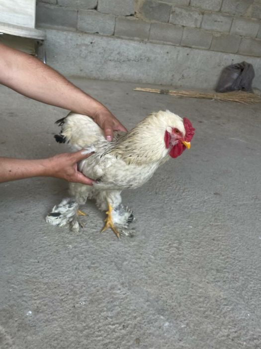 Хурозлар бор зотли