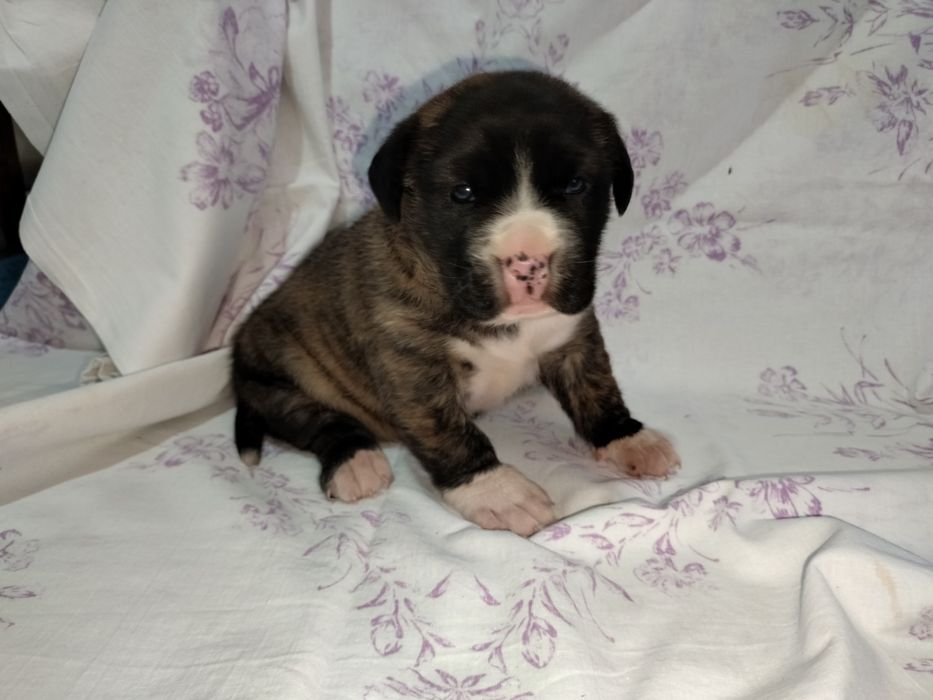 Щенок стаффордширский терьер