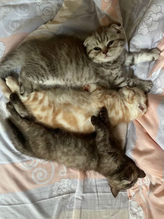 Британские короткошерстные  котята