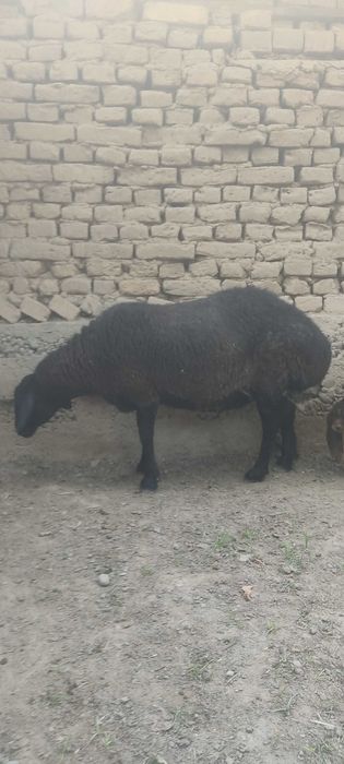 Qo'chqor va urg'ochi qo'y sotiladi