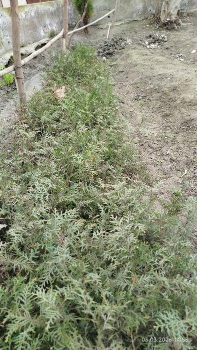 Tuya archa koʻchatlari