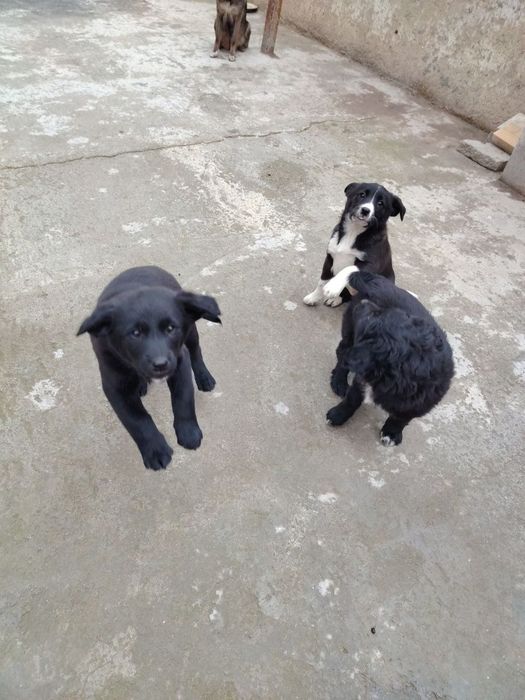 Щенки красивые, будут среднего размера