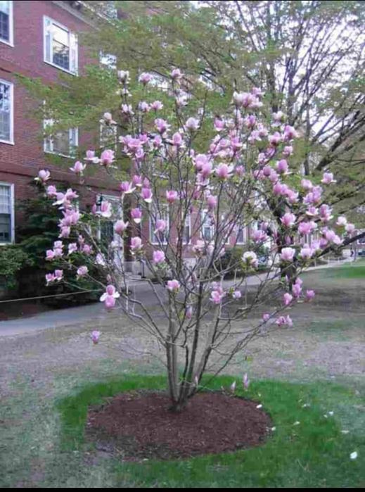 Plante ornamentale