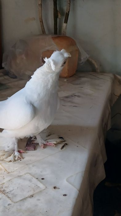 Белый самец плодный