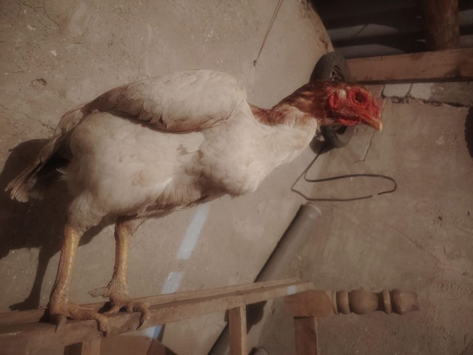 Тауық қораз сатылады