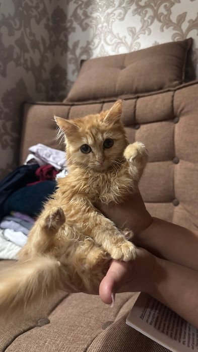 Норвежский лесной котенок