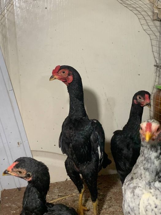 Корея 5 та жужа 1 хуроз 4 макиён сентябрь жужалари