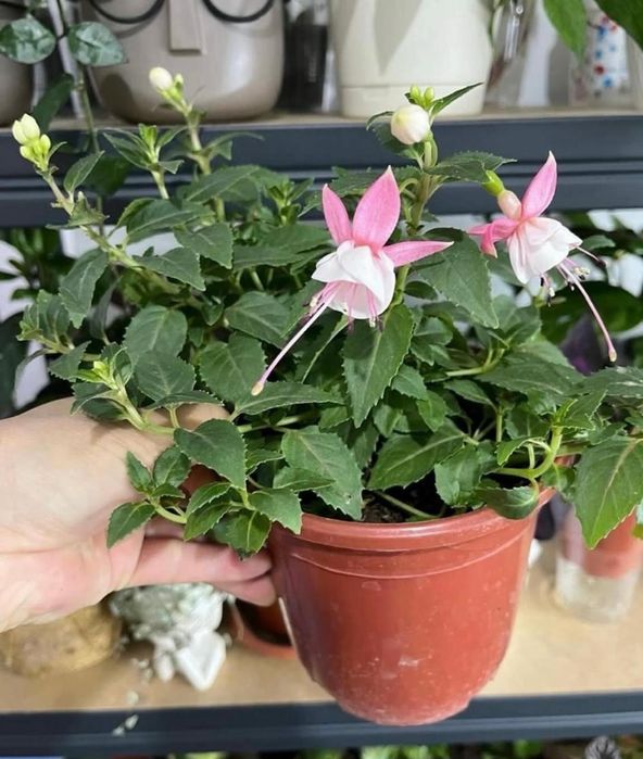 Комнатные растения