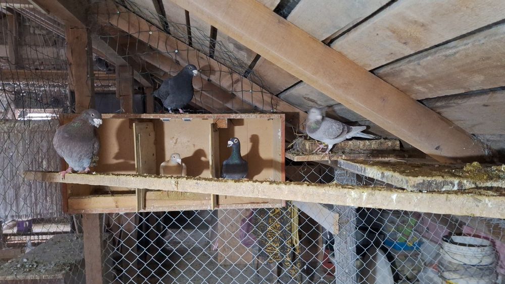 Vând porumbei voiajori maturi și tineri