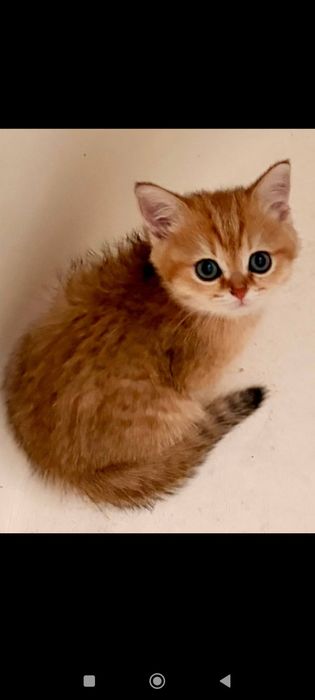 Британские котята (короткошёрстная золотая шиншилла)