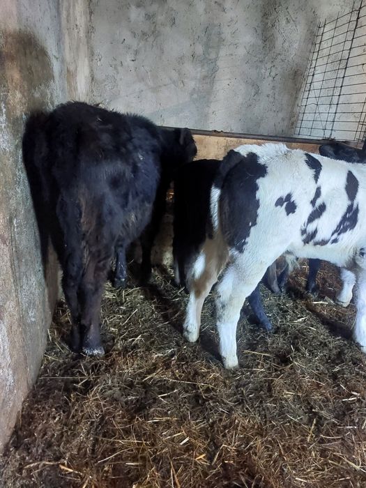 De vânzare 4 viței