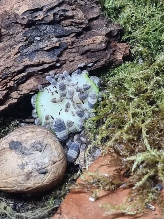 Izopode Panda king Armadillidium gestroi giant