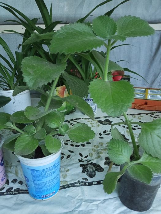 Продаю комнатные цветы