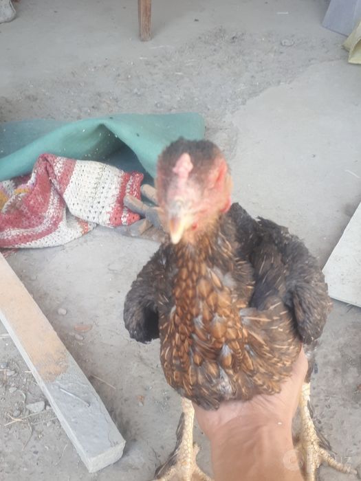 Brama xróz va duraga tovuģ sotiladi