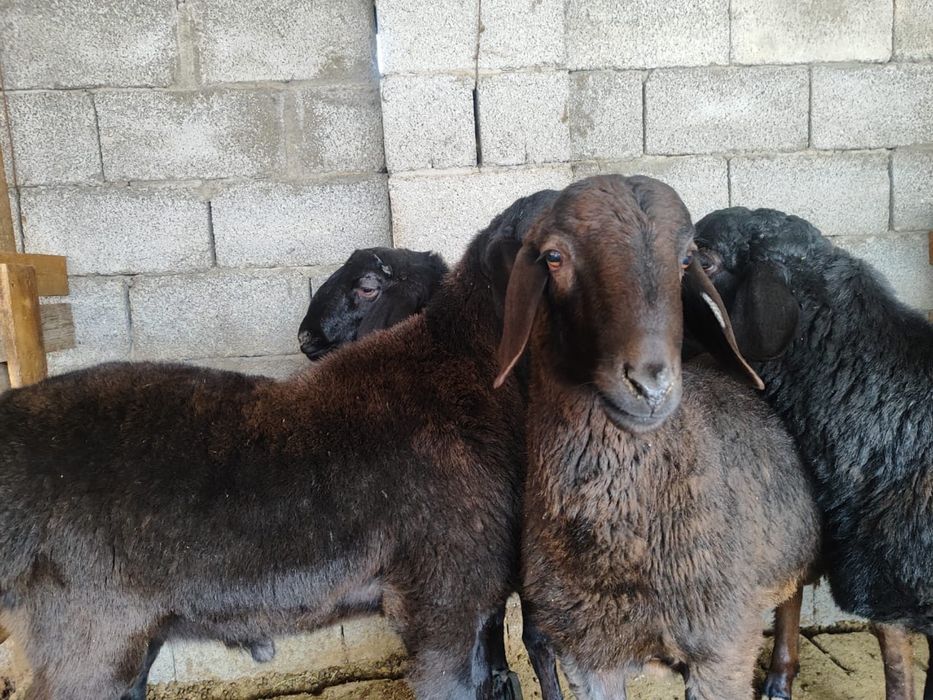 Семыз кошкар 4штук