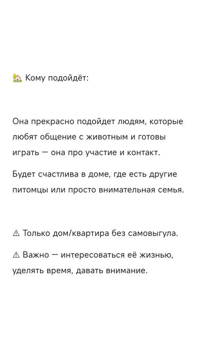 Кошечка с апельсиновыми глазами ищет дом