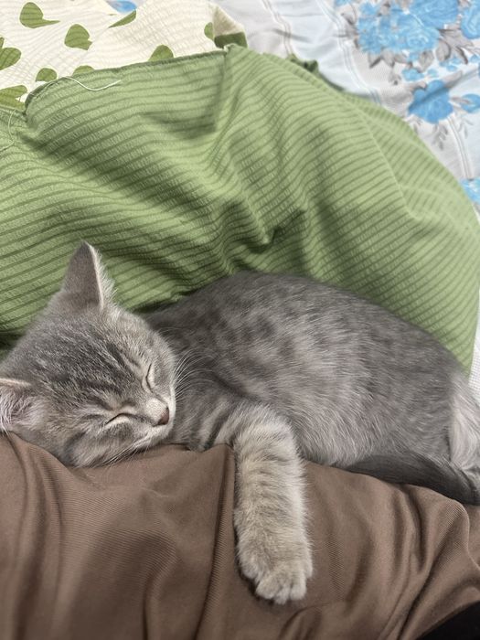 Отдам котенка, мальчик