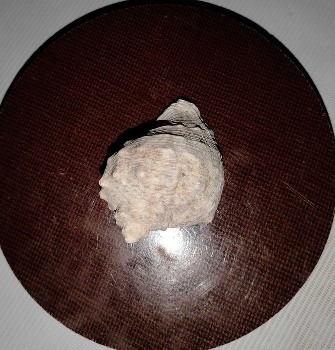 Ракушки черноморской рапаны.