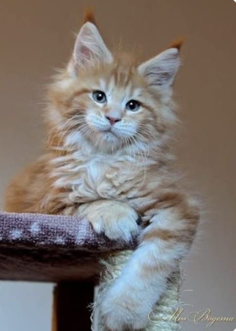 Мейн кун котята.