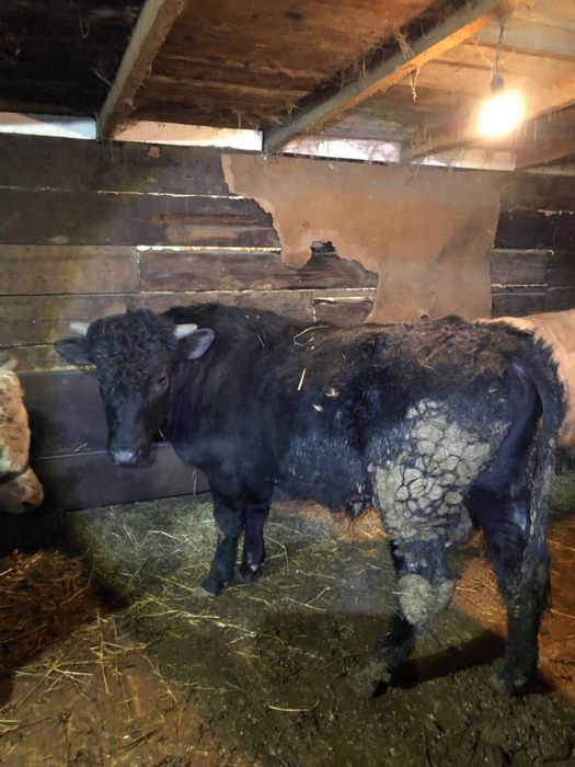 Мясо говядины, молодой бычок