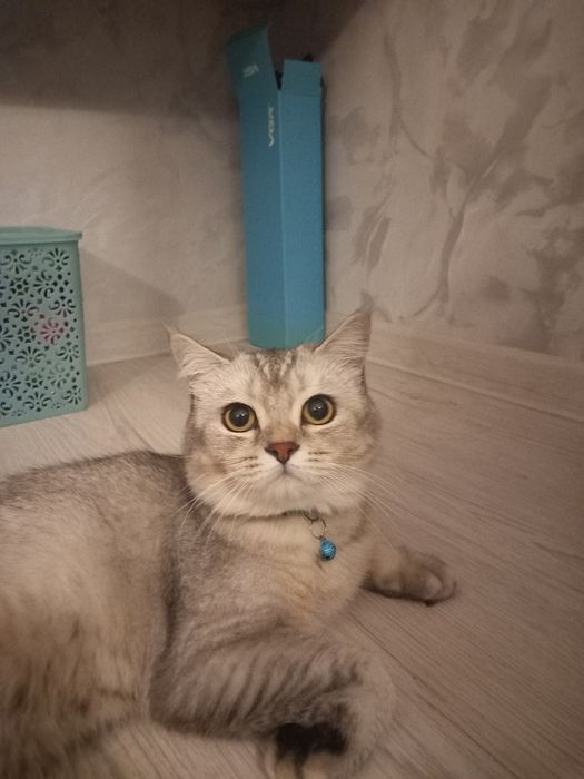 Мушук хушишга берилади кошка на зявку
