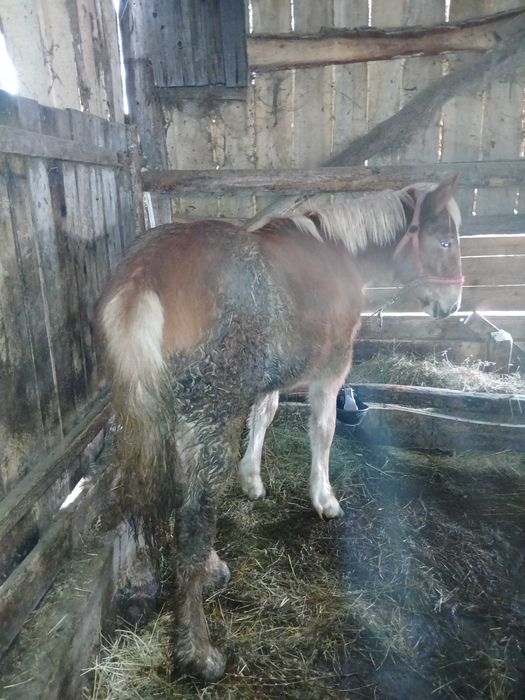 De vânzare mânza de 8 luni