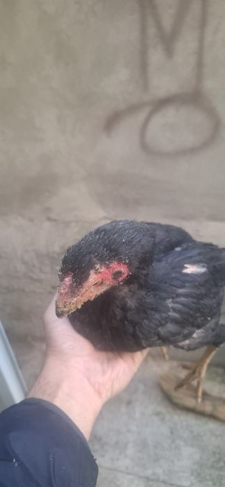 Дакан жужалари сотилади зотига тозалигига 100% гарантя