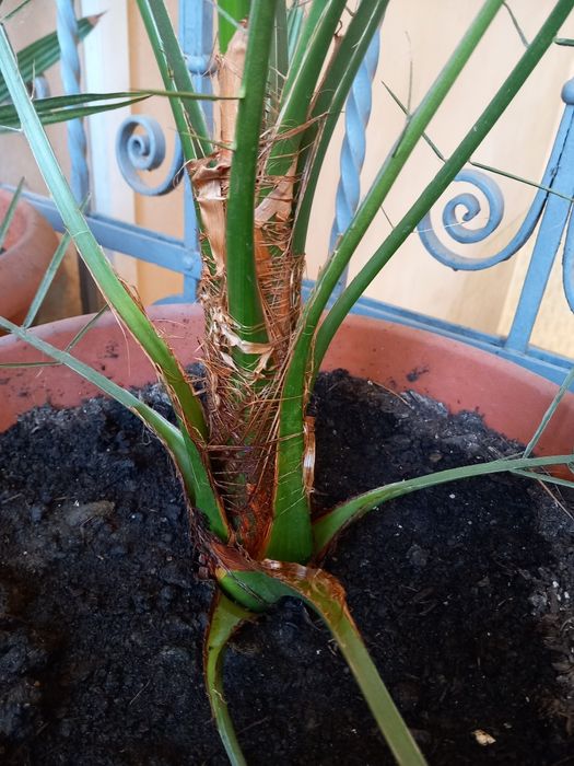 Palmier, palmieri deosebiti, Tenerife  2021, inaltime 1,75m