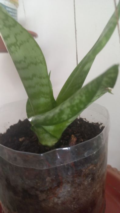Продам  цветок  САНСЕВИЕРИЯ