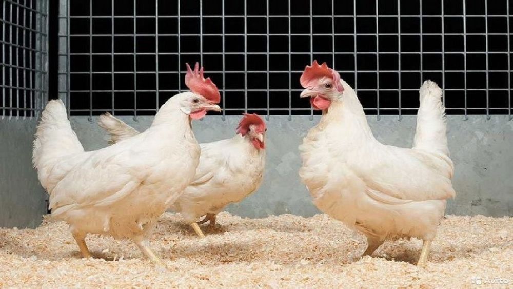 Куры несушки белые