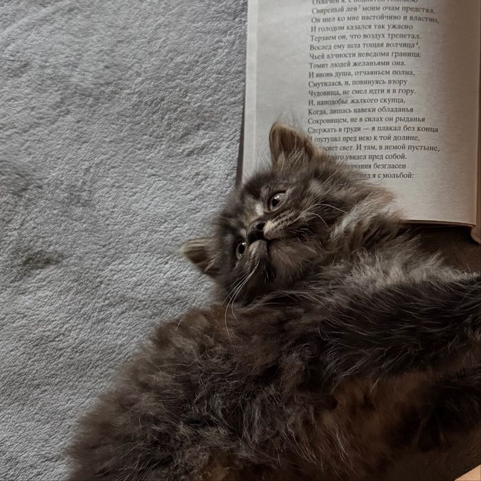 Отдам котят бесплатно