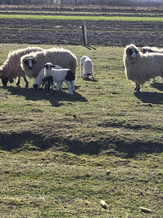 Vand oi breze.Detalii la telefon