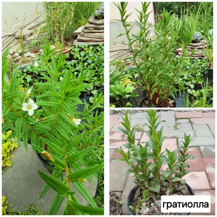 Продам прудовые растения