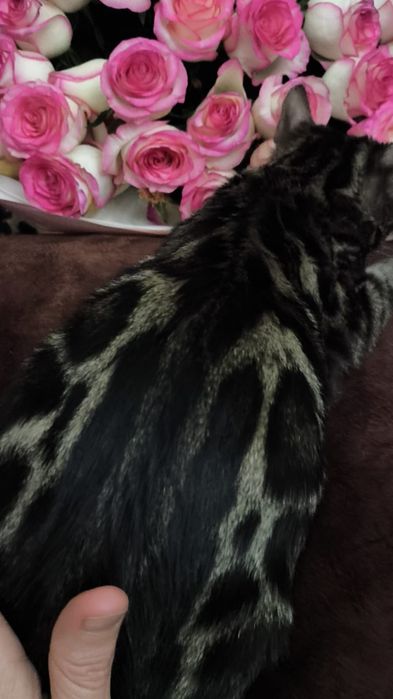 Золотые Девчушки : БЕНГАЛЬСКИЕ