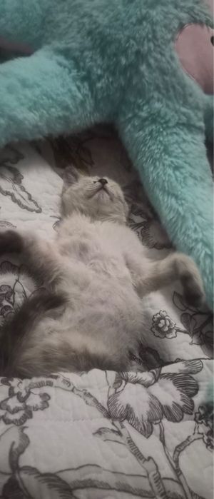 Котенок девочкаа