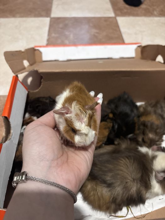 Porcușori de guineea